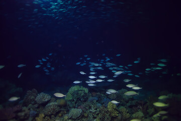 Poster - flock of fish in the sea background underwater view