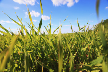 Wall Mural - green grass fresh shoots wheat, green grass field summer background