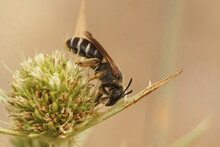Closeup On A Female End Banded Furrow Bee, Halictus, On Top Of A Field Eryngo, Eryngium Campestre