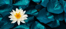 White Lotus Water Lily Blooming On Water Surface