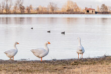 Three Geese On The Shore Of The Gherardesca Lake, Lucca, Italy, With In The Background Three Coots In The Water