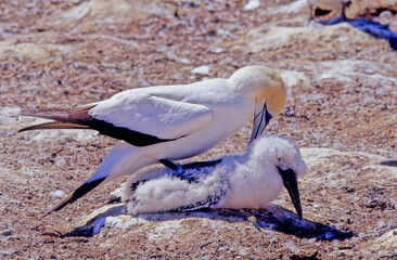 Poster - Australasian gannet