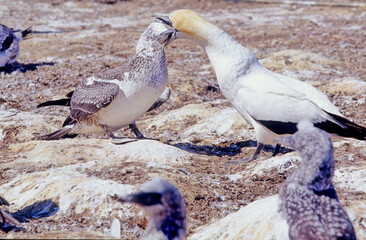 Poster - Australasian gannet