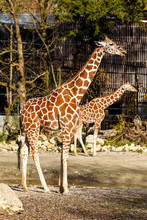 Two Giraffe In A Zoo Enclosure