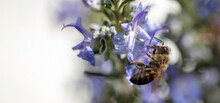 Bee On Blue Purple Blossom.  Honey Bee On Rosemary Flower Close Up. Spring Pollination