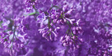Fototapeta Kwiaty - fioletowe kwiaty bzu kwitną w ogrodzie