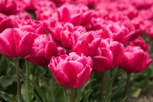Close Up Of Pink Tulips In Flower Field In Spring