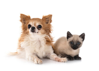 Canvas Print - chihuahua and kitten