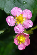 Strawberry Flowers After Rain