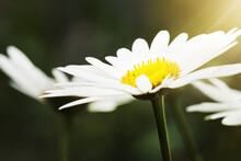 Adding A Little Colour To Springtime. Still Life Shot Of White Daisies In Bloom.