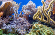 Faszinierende Unterwasserwelt