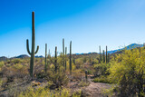 Fototapeta  - Saguaro national park on sunny day,Arizona,usa.