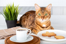 Bitten Cookie In The Shape Of A Man, A Coffee Cup And A Bengal Cat