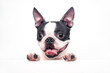 A curious and funny Boston Terrier dog with a cheerful wide smile looks out and peeps from a white table on a white background, leaning on his paws. Creative concept