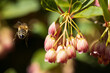 Fliegende Biene bei Blüten
