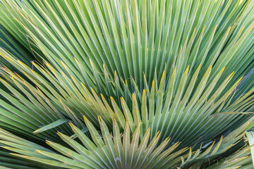 Abstract green palm leaf background in garden. Natural outdoor tree background