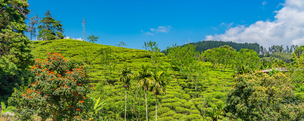 Wall Mural - Ella gap, the view of mountains around Ella with tea plantation, Sri Lanka