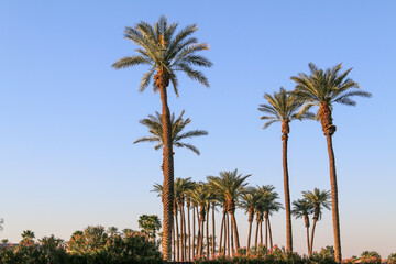 palm trees oasis desert blue sky clear skies tall palms skyline horizontal palm tree landscape