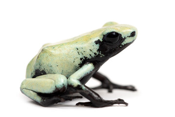 splash-backed poison frog (adelphobates galactonotus)