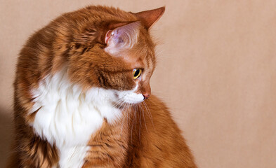 Poster - red tabby cat looks to the side expression of the muzzle