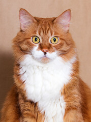 Poster - red tabby cat looks facial expression