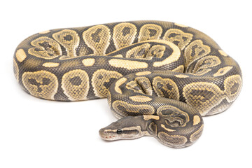 Wall Mural - Ball python (Python regius) on a white background