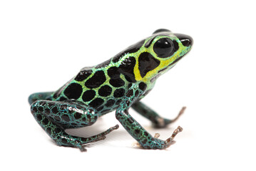 Mimic poison frog (Ranitomeya imitator) on a white background