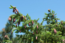 Pine With Cones And Blue Sky