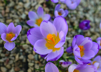 Wall Mural - blooming purple crocuses, spring flowers, petal fragments on a blurred background, Beautiful colorful first flowers, selective focus. (Crocus vernus, spring crocus)