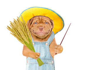 Poster - Smiling puppy farmer holds a bunch of wheat points away on empty space. Isolated on white background