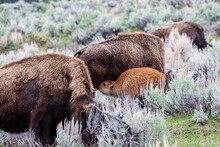 Bison (Bison Bison) Calf Nursing From Its Mom In Yellowstone National Park In May