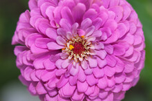 Pink Double Zinnia Blossom Up Close