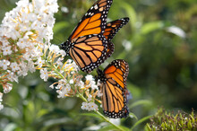 Two Monarch Butterflies Sharing A Buddleja Davidii Blossom