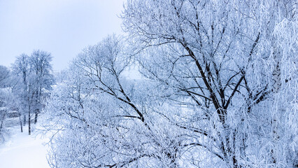 Wall Mural - trees after freezing rain