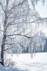 Poster - not frozen pond in winter