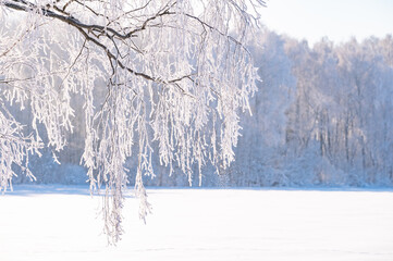 Wall Mural - trees after freezing rain