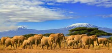 Kilimanjaro And Elephants Africa Tanzania