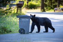 Garbage Bear, Juneau, Alaska