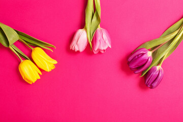 Poster - tulips on color paper background