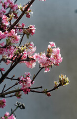 Canvas Print - Viburnum ×bodnantense | La viorne Bodnant, arbuste touffu à boutons floraux rouge puis floraison tubulaire blanche et rose pâle en bouquets et grappes arrondies au bout de rameaux brun-rouge nus