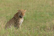 African Leopard, Panthera pardus pardus, portrait eye to eye sitting in the grass, Queen Elizabeth national park, Uganda, Africa