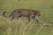 African Leopard, Panthera pardus pardus, walking in Queen Elizabeth national park, Uganda, Africa