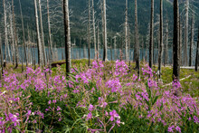 Fireweed Grows At The Base Of Burned Trees On The Short Of St Marys Lake