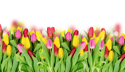  Pink, yeelow and violet tulips flowers