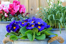 Blue Primrose Flowers With Snowdrops And Cyclamens Blooming In Galvanized Bucket Planters.