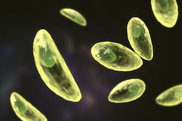 Poster - Parasitic protozoans Toxoplasma gondii