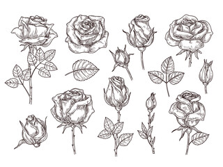 Wall Mural - Roses sketch. Drawing rose, arrangement floral and leaves. Botanical elements in vintage style. Tattoo template with garden plants, neoteric vector set