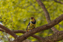 Crested Barbet Standing On A Brach In South Africa