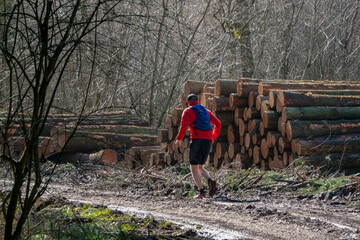 Wall Mural - a jogger running through woodland passes a woodpile stack of recently felled pine tree trunks ready for collection