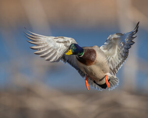 Wall Mural - Mallard Drake in flight